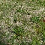 Plantago lanceolata Plante entière