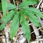 Cardamine heptaphylla ഇല