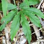 Cardamine heptaphylla Leaf