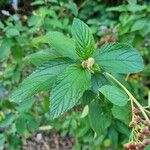 Ceanothus arboreus পাতা