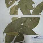 Candolleodendron brachystachyum