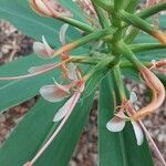 Hedychium coccineum 花