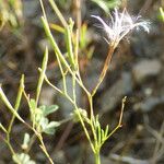 Epilobium brachycarpum 果實