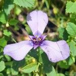 Herbertia tigridioides Flower