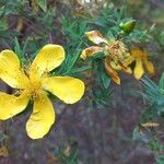 Hypericum revolutum Flower