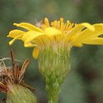 Limbarda crithmoides Flor
