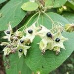 Clerodendrum infortunatum Vrucht