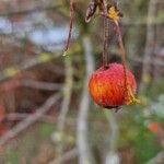 Malus baccata Gyümölcs