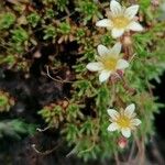 Saxifraga moschata Flower