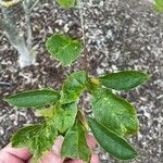 Magnolia salicifolia Hoja