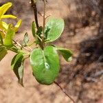 Tristellateia australasiae Leaf