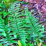 Polystichum proliferum