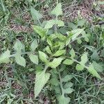 Lactuca floridana Hábito