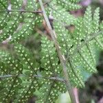 Dryopteris aemula Folio