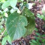 Cordia sagotii Leaf