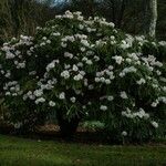 Rhododendron × geraldii عادت داشتن