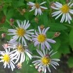 Aster ageratoidesFlor