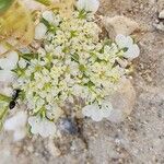 Anisosciadium orientale Fula