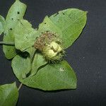 Dalechampia tiliifolia Fruit