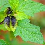 Nicandra physalodes Blatt