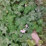 Oxalis violacea Flower