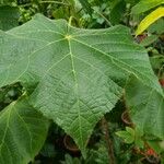 Dombeya wallichii Foglia