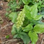 Orthilia secunda Flower