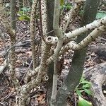 Cryptostegia grandiflora Bark