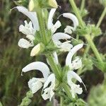 Salvia argentea Flors