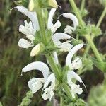 Flora de Malpica de Tajo, Salvia blanca (Salvia argentea)