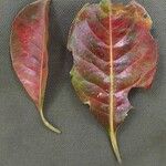 Petersianthus macrocarpus Leaf