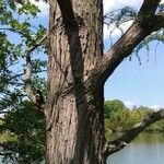 Taxodium distichum Bark