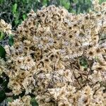 Pseudognaphalium californicum Flower