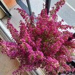 Erica gracilis 花