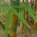 Bambusa tuldoides