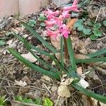 Hyacinthus orientalis फूल