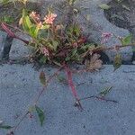 Persicaria lapathifolia Fula