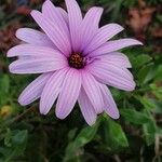 Osteospermum ecklonis Blomma