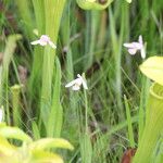 Pogonia ophioglossoides Elinympäristö