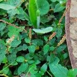 Acalypha multicaulis Leaf