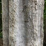 Ateleia herbert-smithii چھال