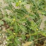 Tribulus terrestris Ліст