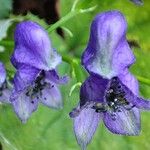 Aconitum variegatumFlower