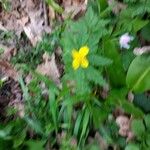 Anemone ranunculoides花