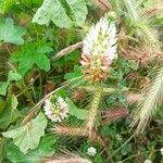 Trifolium vesiculosum Λουλούδι