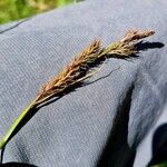 Carex frigida Mbuma