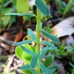 Euphorbia seguieriana 叶