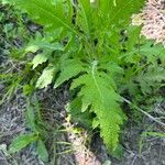 Dasistoma macrophylla Leaf