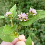 Persicaria nepalensis Habitus