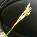 Juncus squarrosus 花
